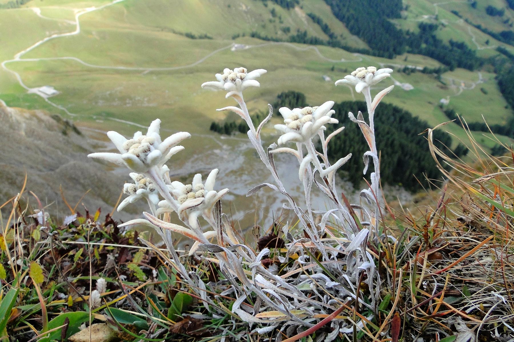 edelweiss