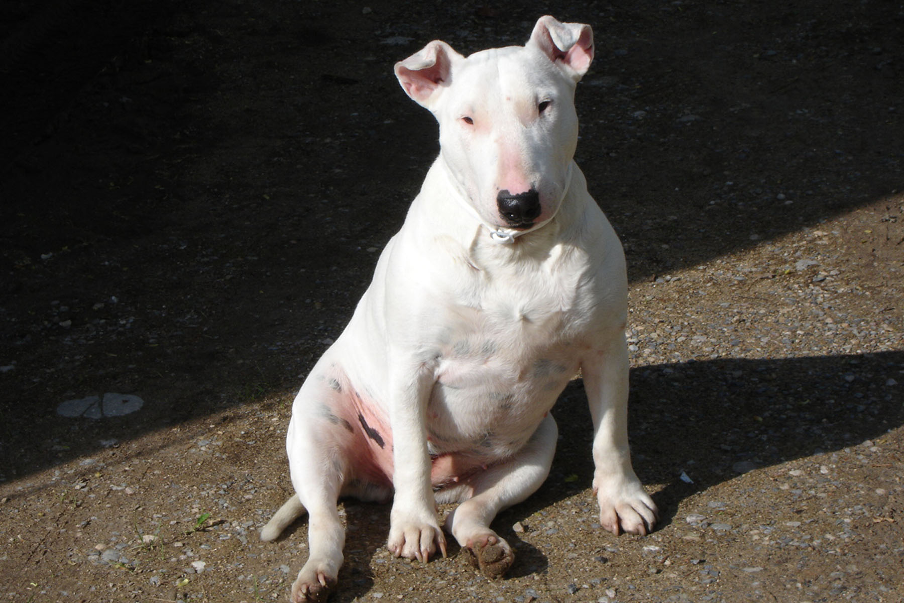 bullterrier