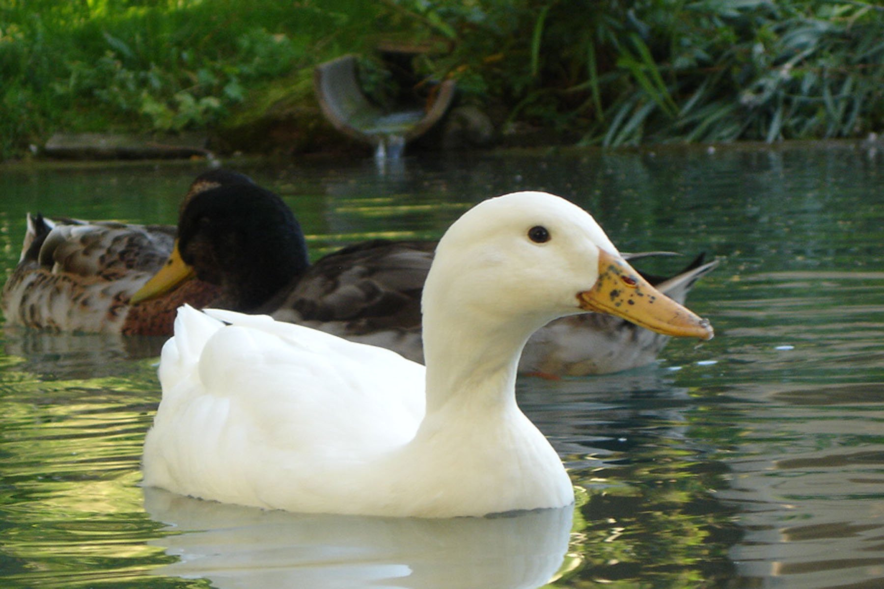 ente