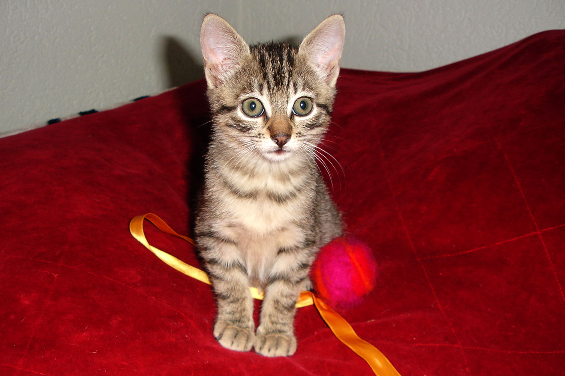 katze_jung