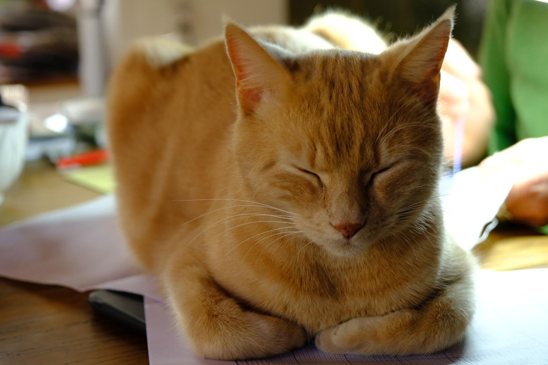 katze_rot
