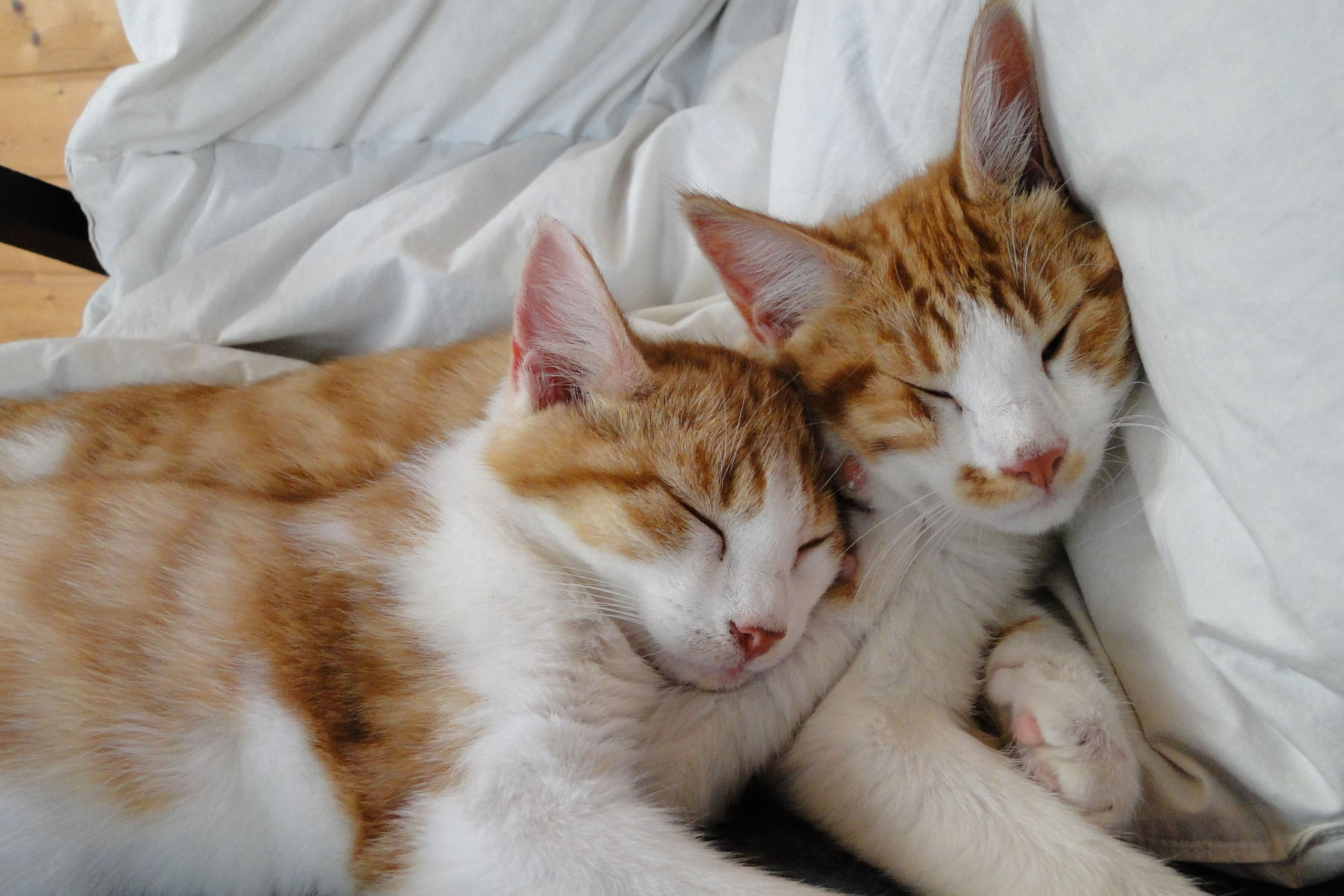 katzen