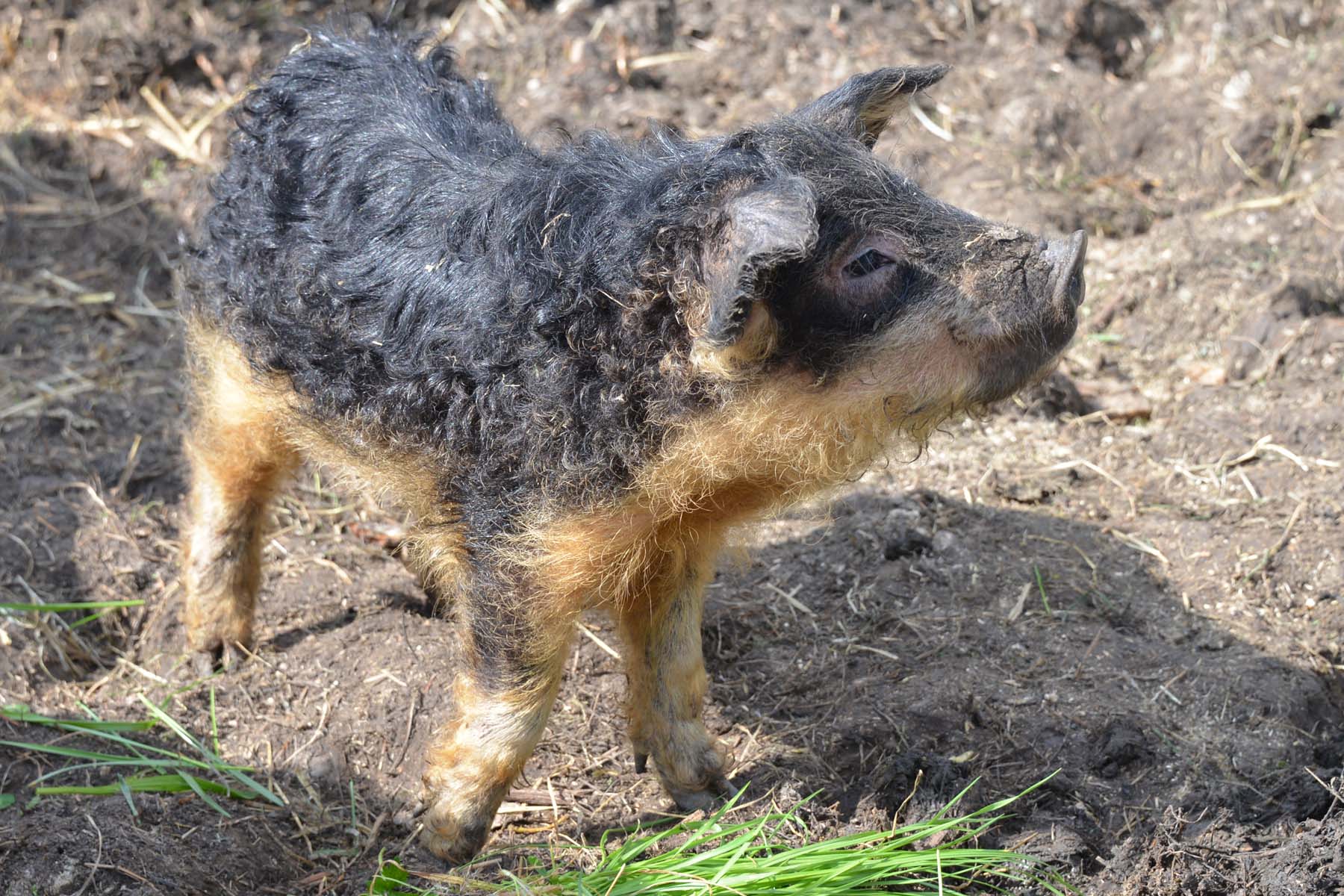 wollschwein